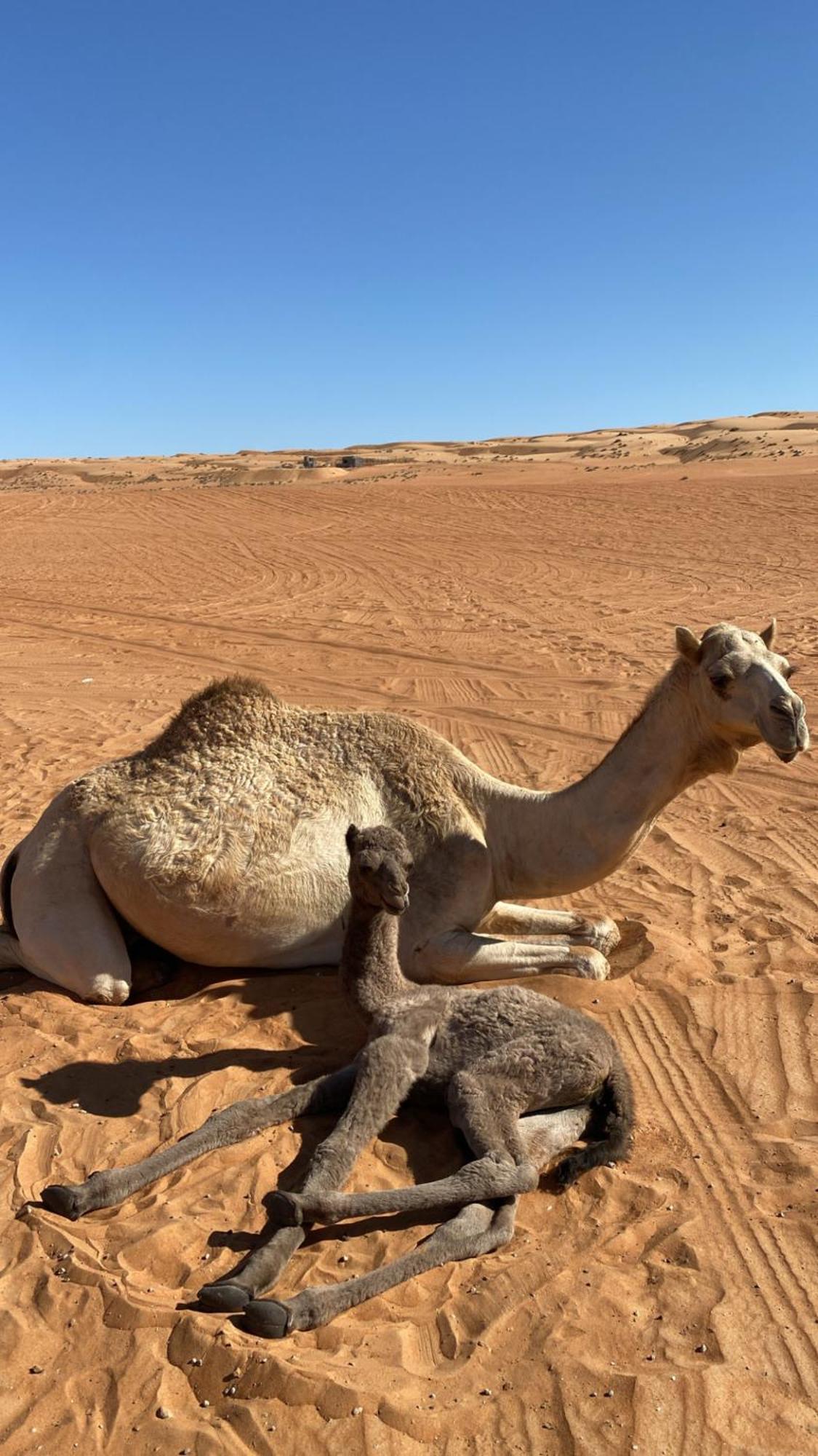 Essa Camp Hotel Al Raka Luaran gambar