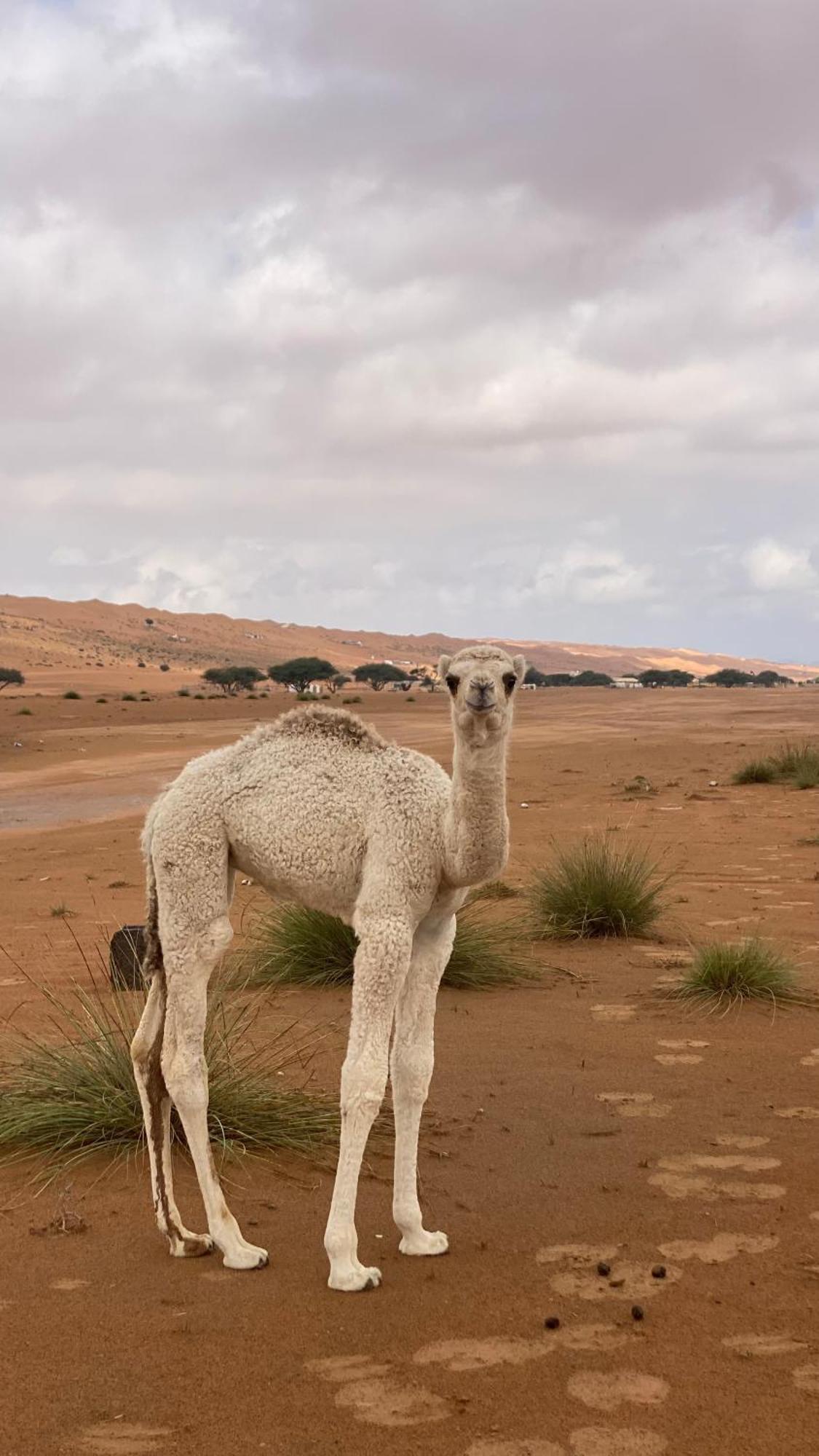 Essa Camp Hotel Al Raka Luaran gambar