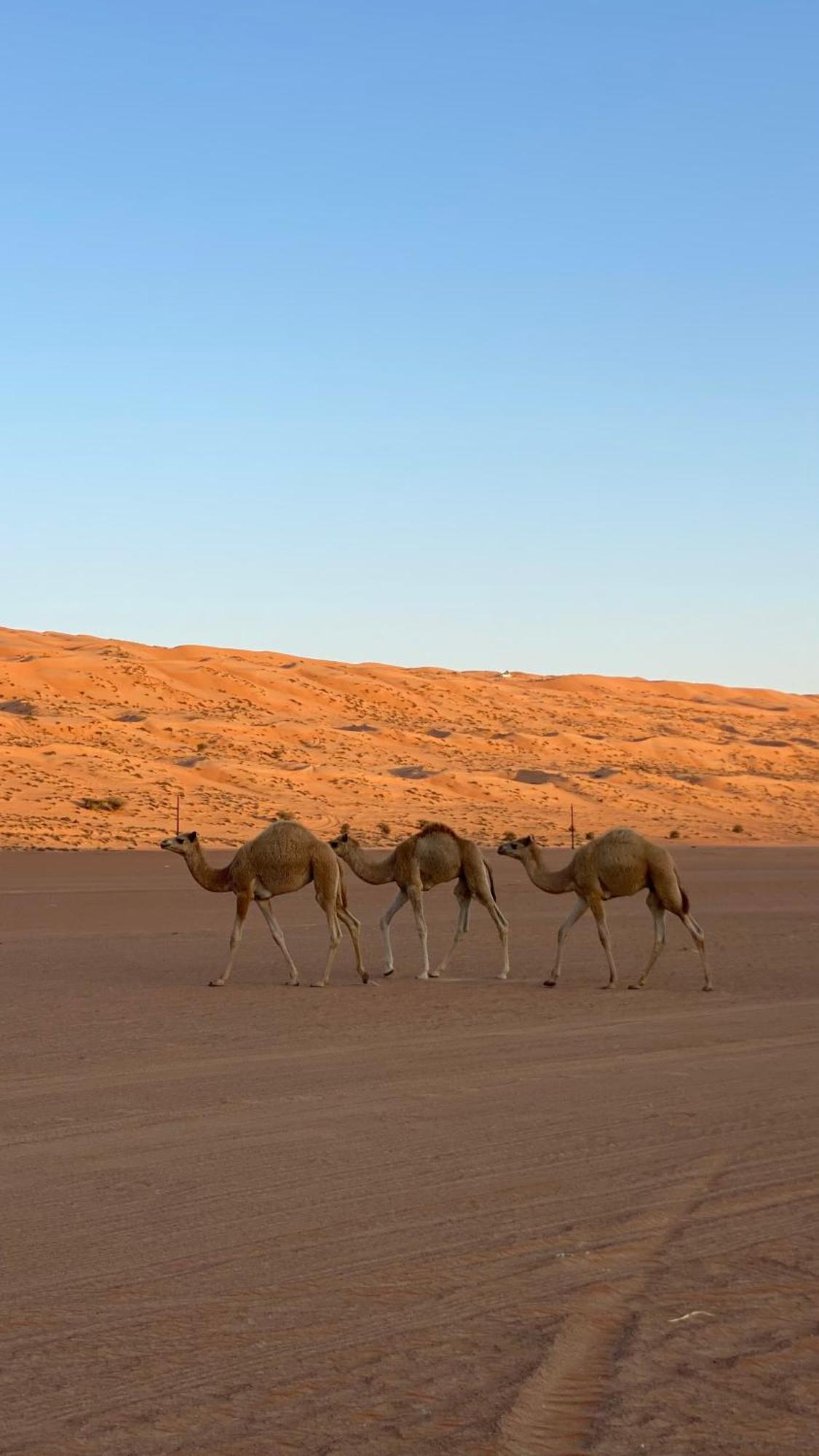 Essa Camp Hotel Al Raka Luaran gambar